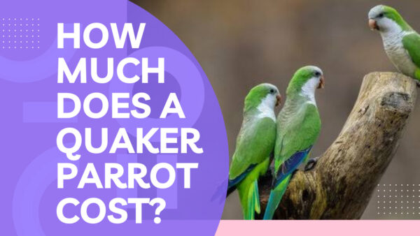 How much does a Quaker parrot cost?