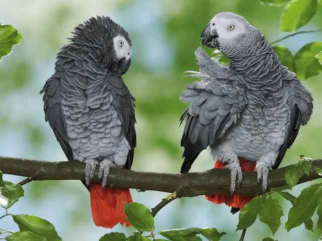 pairs of african grey parrots 