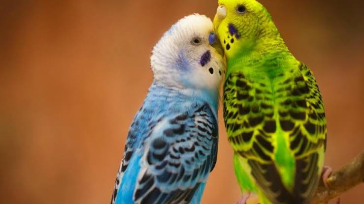 pair of blue and yellow budgerigars