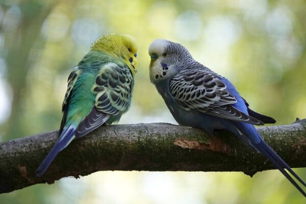two different coloured parakeet or budgies parrots 