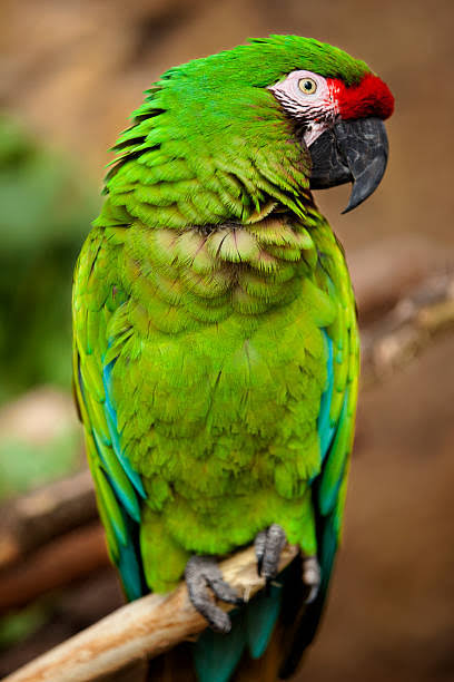 buffon's macaw