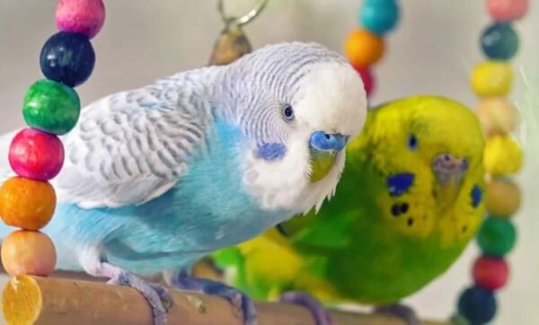 clearflight pied parakeet 
