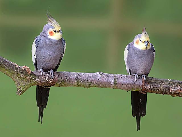 pair of cockatiel