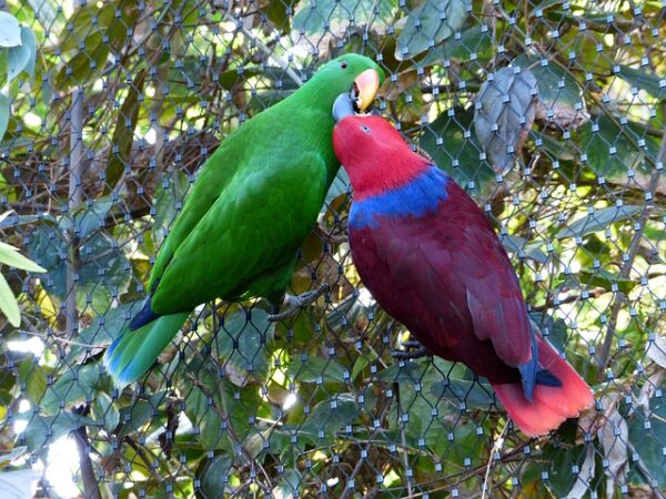 male and female pair of eclectus parrots