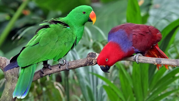pair of eclectus male and female 