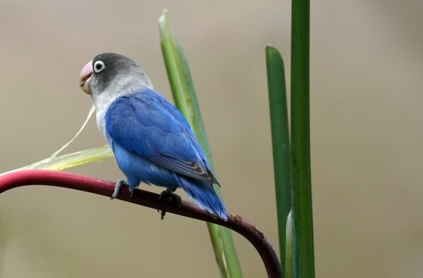 blue lovebird 