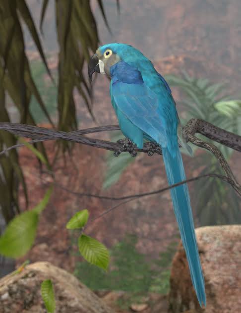 glaucous macaw