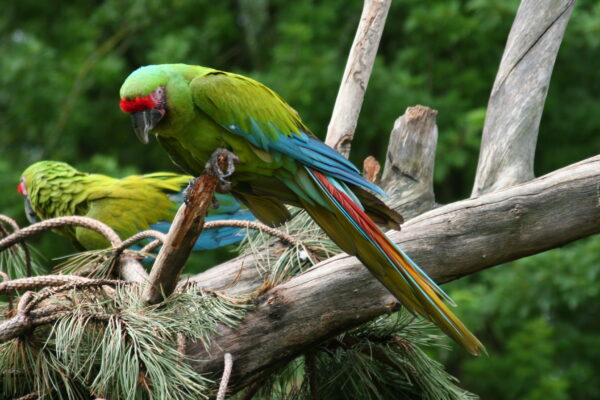 buffon's macaw or great green macaw