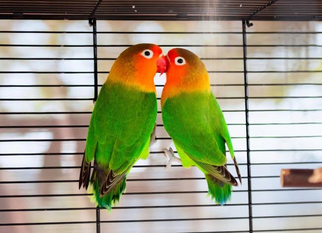 pair of green lovebirds 