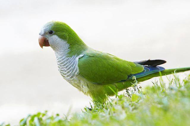 green quaker or monk parakeet