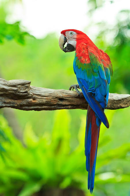 green winged macaw seated on tree branch