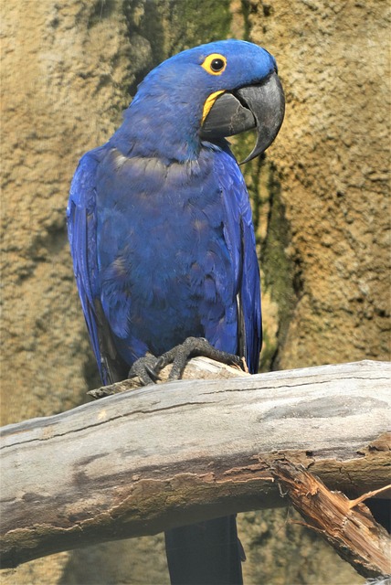 hyacinth macaw 