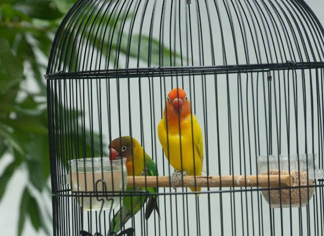 lovebirds in cage