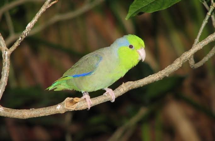 green pacific parrotlets
