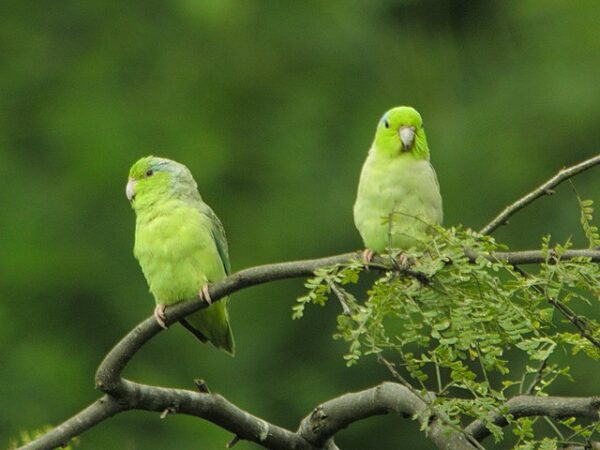 pair of pacific parrotlets