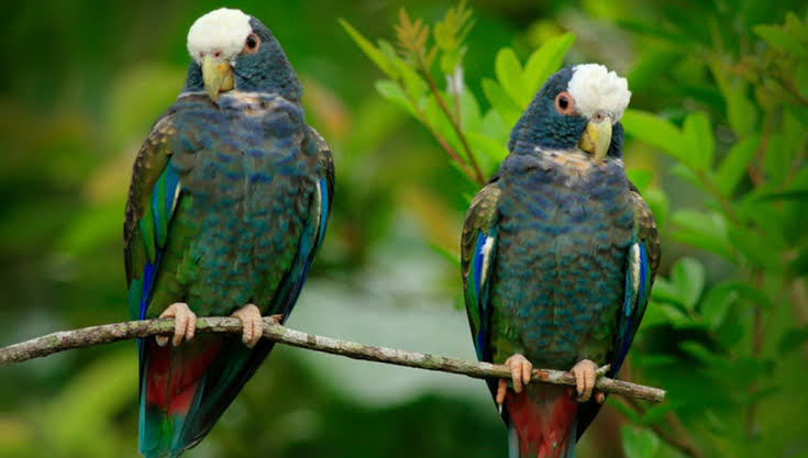 two beutiful pionus parrots