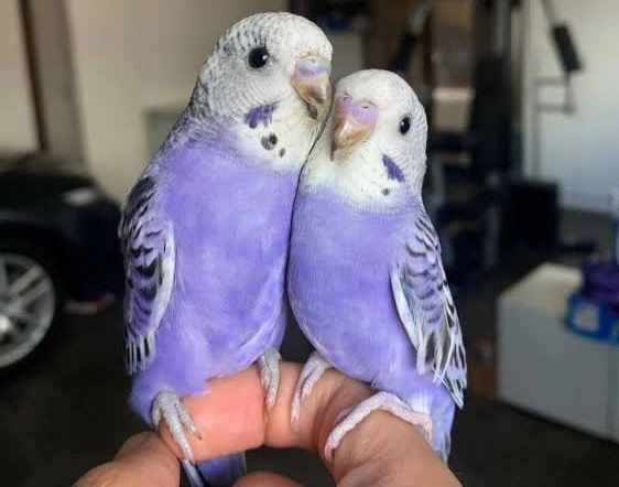 purple parakeets 