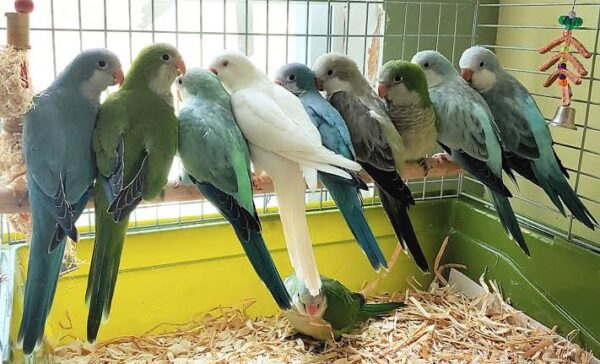 different types of quaker parrots