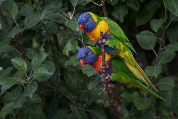 two rainbow lorikeet parrots 