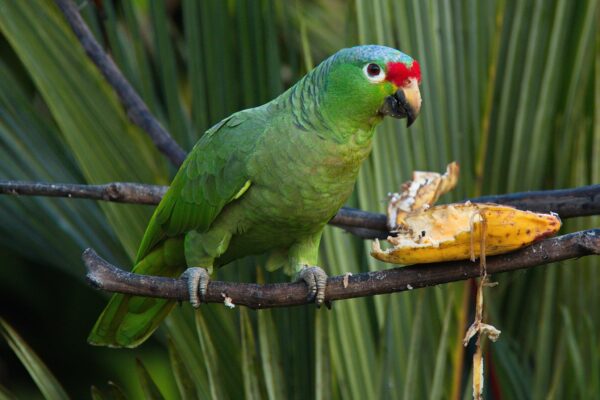 green amazon parrot