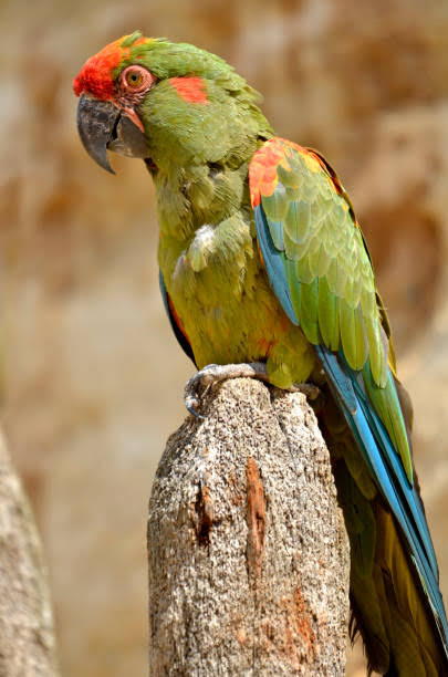 red fronted macaw 