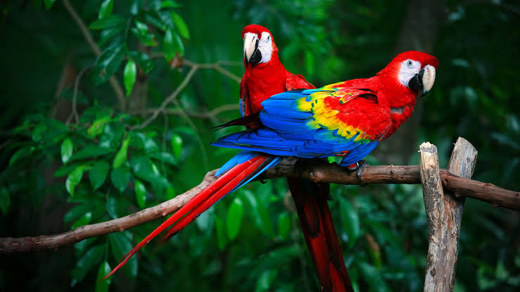 two red fronted macaw parrots