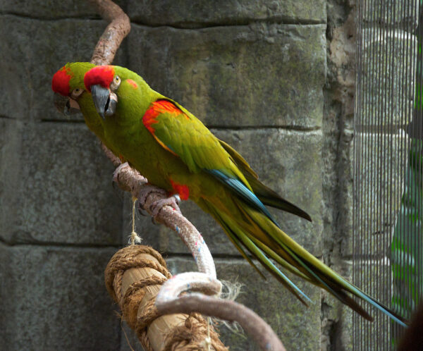 red  fronted macaw