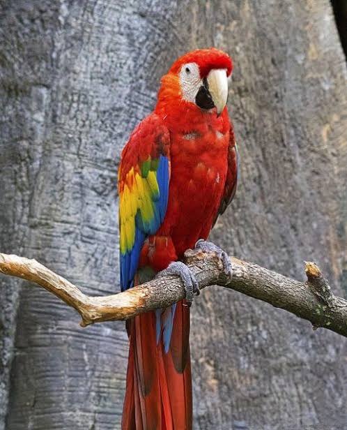 scarlet macaw seated on tree branch