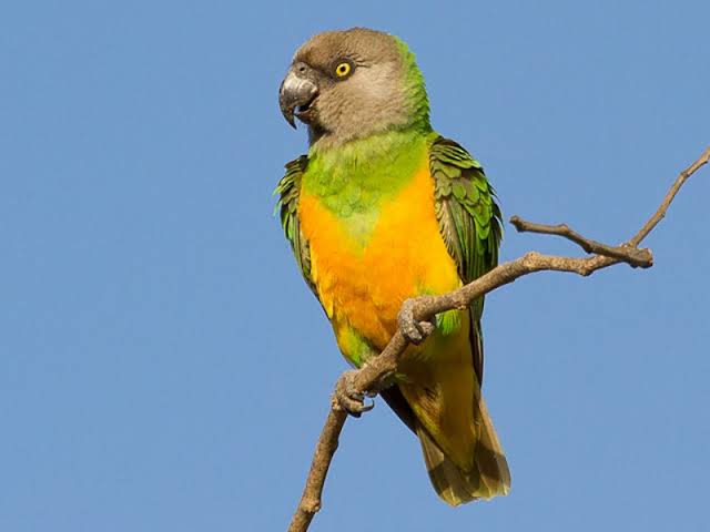 senegal parrots