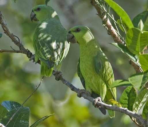 short tailed parrots