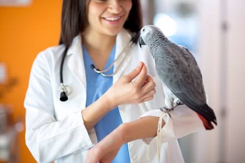 vet doctor with african grey parrot 
