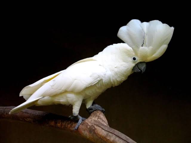 white or umbrella cockatoo 