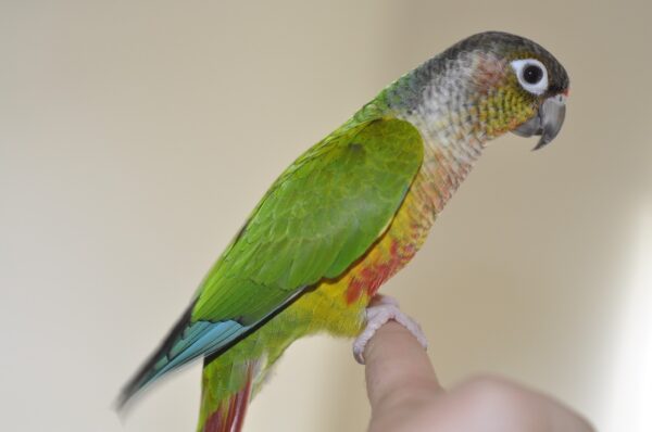 green cheeked conures
