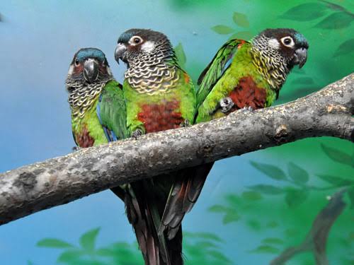 painted conures