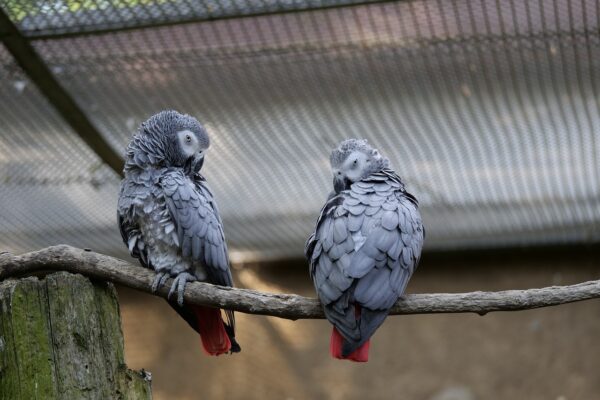 pair of african grey parrots 