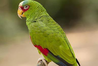 white fronted amazon parrots