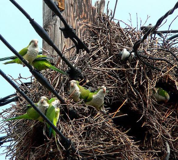 Quaker parrots have built nests on electric poles