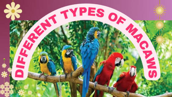 different types of macaws