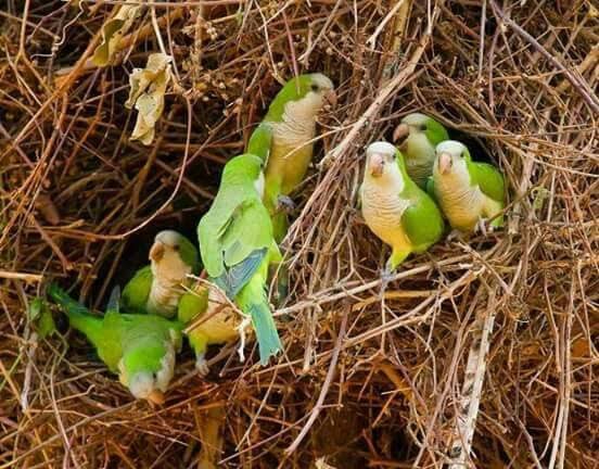 Quaker parrots on it's colony 