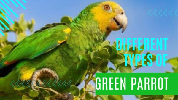 Different Types of Green Parrots