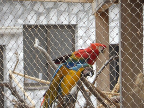 Two macaws in a cage