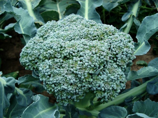 Broccoli on plant 