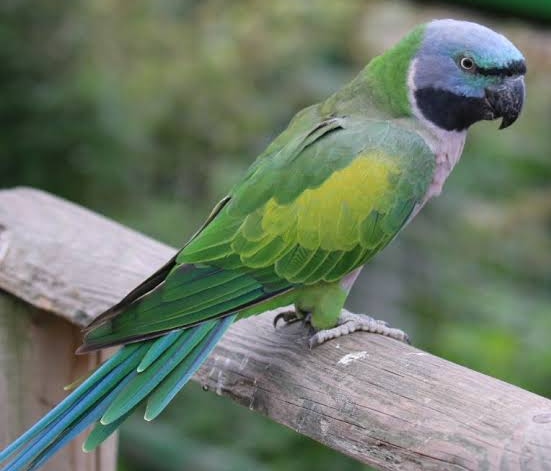 The Derbyan parakeet